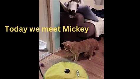 Meeting Mickey Youtube