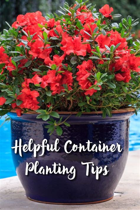 Container Planting Encore Azaleas A Guide Encore Azalea Azaleas