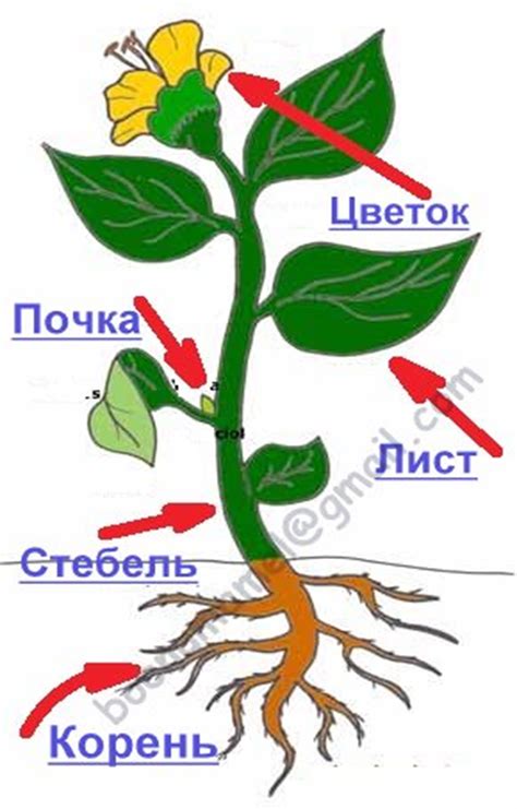 Картинки строение цветка для детей в детском саду