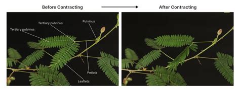 Leaf Folding Mechanism Of Touch Me Not Plant Talking Trees