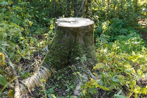 Tocón de álamo temblón en el bosque un árbol aserrado en un bosque de