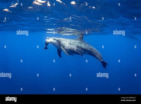 Dolphin Eating Fish Hi Res Stock Photography And Images Alamy