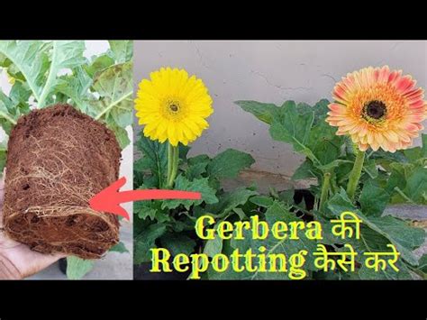 Gerbera क Repotting कस कर How to Repotting Gerbera flower plant