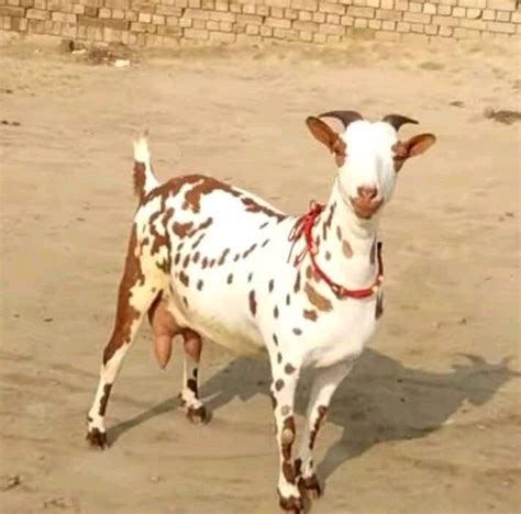 Barbari Goat