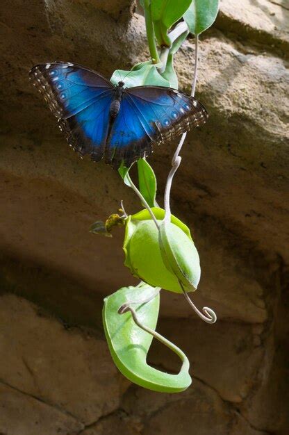 Premium Photo | Blue morpho butterfly