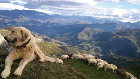 Los perros que cuidan las ovejas dejarán de cuidarlas por la noche para