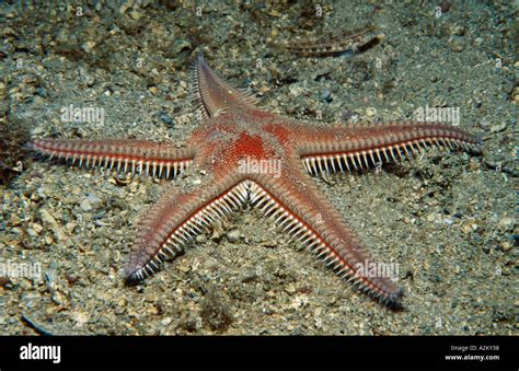 Red Comb Star Astropecten Aranciacus Stock Photo Alamy