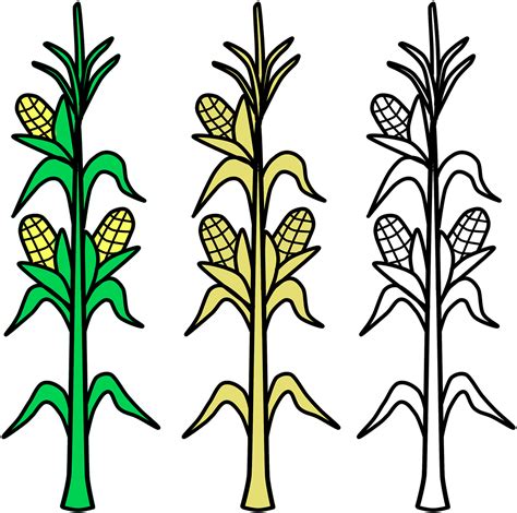 Corn Field Vector Agriculture Png Image Corn Stalks Clipart