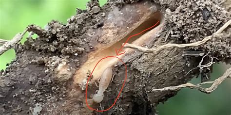 Termites In Fruit Trees Identify Prevent Treat Them