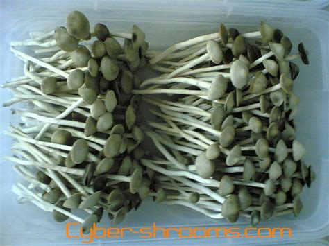 Panaeolus Tropicalis Copelandia Hawaians Cyber Shrooms