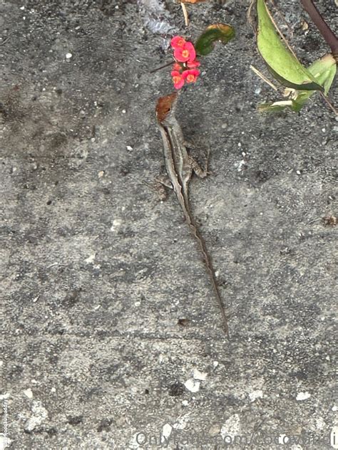 Cocovandi Cocovandijk Nude Onlyfans Leaks The Fappening Photo Fappeningbook