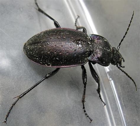 Ground Beetle Carabus Nemoralis Bugguide Net