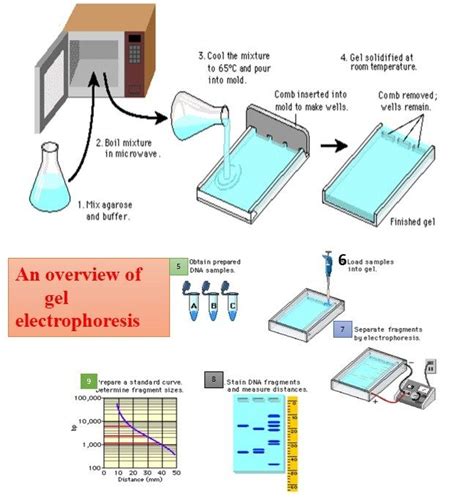 Gel Electrophoresis Types Introduction And Their Applications Medical Laboratory Science