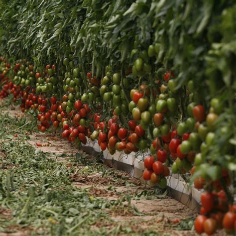 M S Crecimiento Y Vida Til Del Tomate Tambi N En Verano Ante