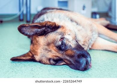 Lying Dog German Shepherd Injuredwounded Headwounded Stock Photo ...