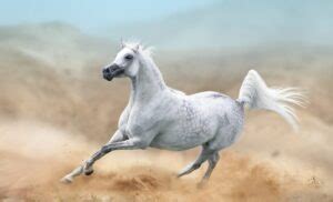 Getting to Know the Arabian Horse: Breed Characteristics and History - The Horse Advisor