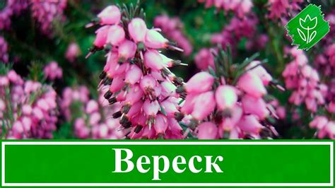 Цветы Вереск Фото Посадка И Уход — Фото