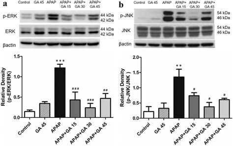 Western Blot Analysis Of The Effects Of Gastrodin On Hepatic A Erk And