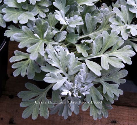 Plantfiles Pictures Artemisia Beach Sage Beach Wormwood Dusty