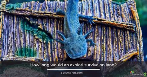 Exploring The Terrestrial Limits: Can Axolotls Live On Land?