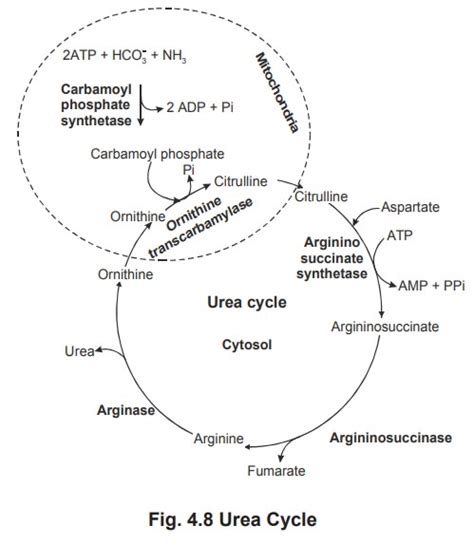 Urea Cycle