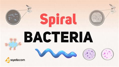 Spirillum Bacteria Shape