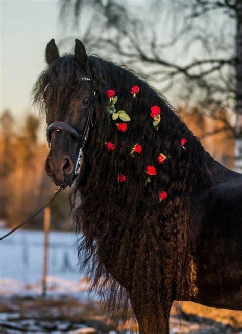 Pingl Par Birgit Gladbach Sur Pferde En Photos De Chevaux