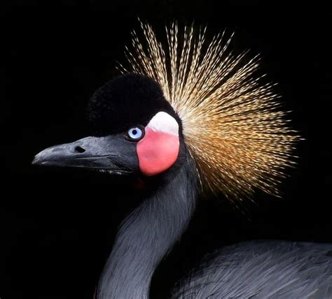 A Crowned Crane Stock Photos Royalty Free A Crowned Crane Images