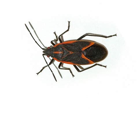 Boxelder Bug Pest Control Toronto Pestend Pest Control Toronto