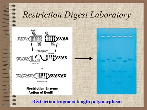 Restriction Fragment Length Polymorphism Experiment (RFLP)