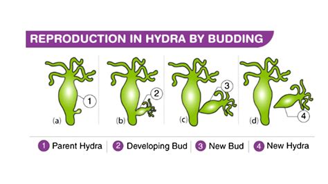 What Type Of Asexual Reproduction Does The Hydra Display