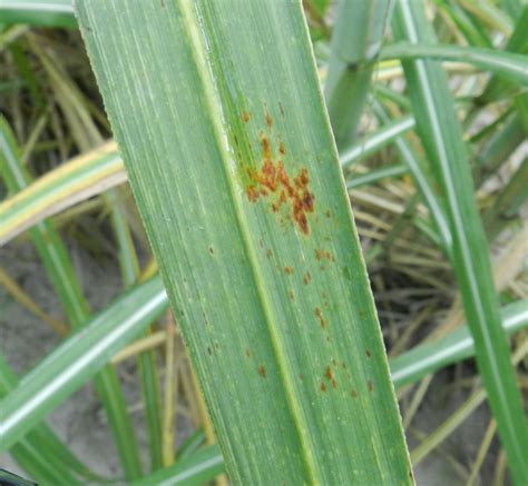 New Disease Reaches Louisiana Sugarcane Lsu Agcenter