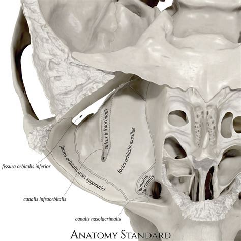 The lower wall of the orbit | Human anatomy model, Anatomy bones, Anatomy models