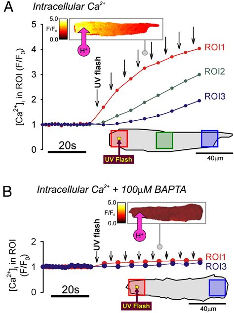 Intracellular Ph Regulation In Heart Journal Of Molecular And