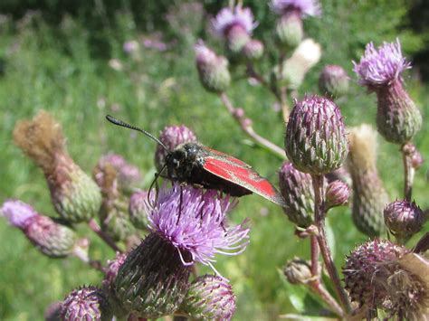 Zygaena Purpuralis From On July