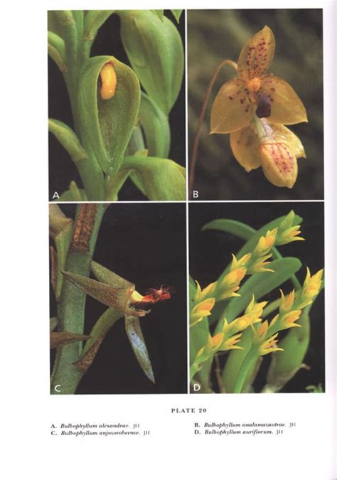 Orchids Of Madagascar Nhbs Field Guides Natural History