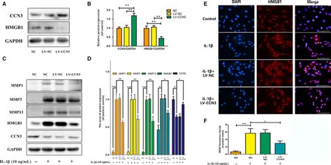 Ccn3 Overexpression Decreases The Expression Of Hmgb1 And Reverses The