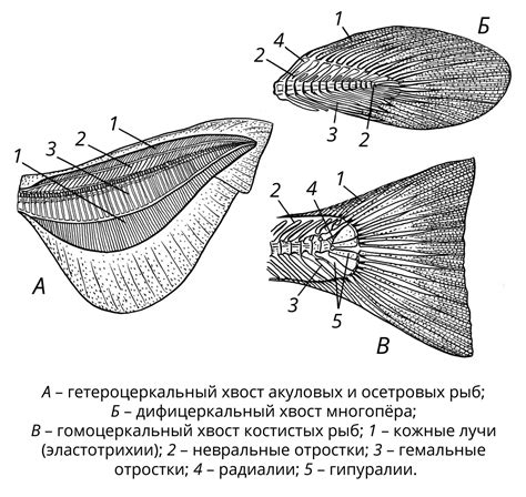 Плавники. Большая российская энциклопедия