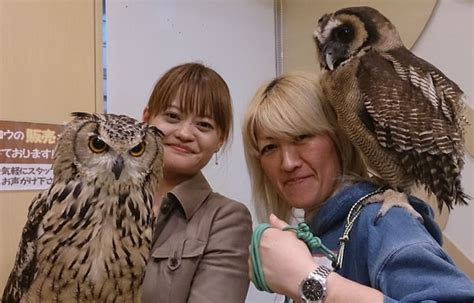 A National Whos Whooo Of Owl Cafés All About Japan