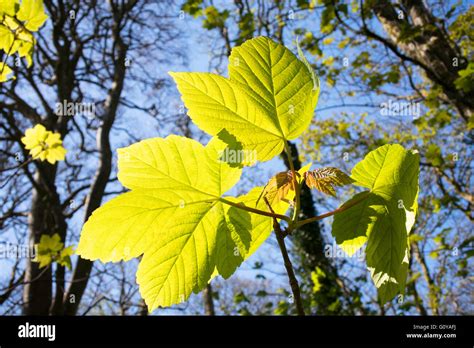 Sycamore Tree Leaves Close Up Hi Res Stock Photography And Images Alamy