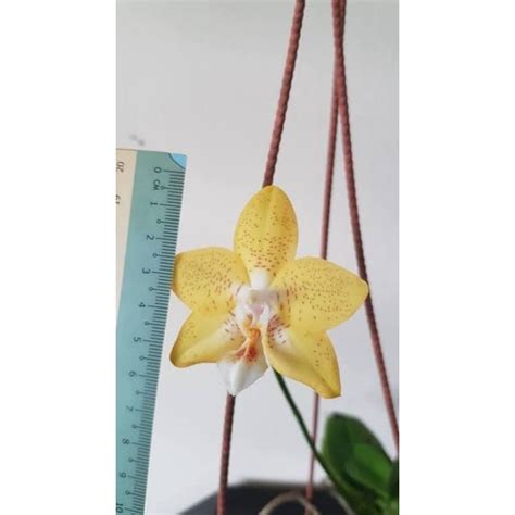 Jual Bibit Botol Phalaenopsis Deventeriana Anggrek Bulan Primary Hybrid