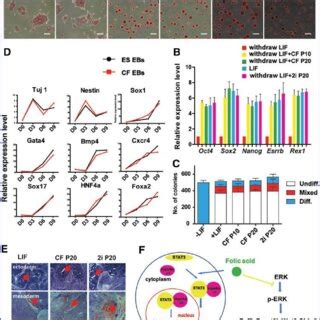 FA Promotes Somatic Cell Reprogramming A Representative APpositive