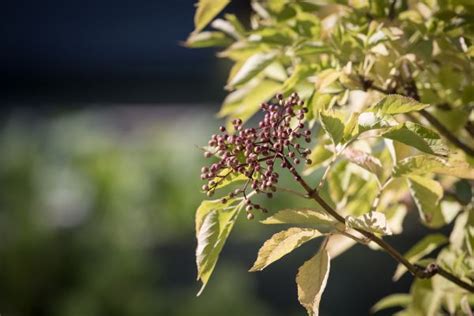 Bildet Tre Natur Gren Anlegg Frukt Blad Blomst Mat Produsere