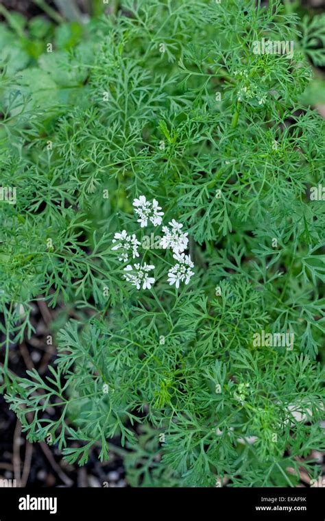 Coriander Coriandrum Sativum Also Known As Cilantro Stock Photo Alamy