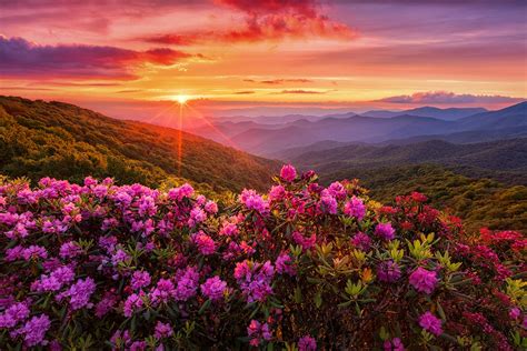 Rhododendrons In The Blue Ridge Mountains