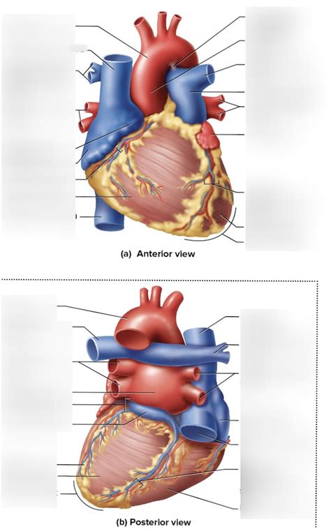 Biol 212 Lab Quiz 1 Diagram Quizlet