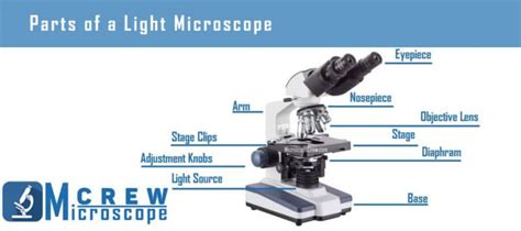 How Does A Light Microscope Work [ Complete Guide ] Microscope Crew