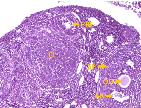 A Photomicrograph Of Exposed Mouse Ovary Showing Histological