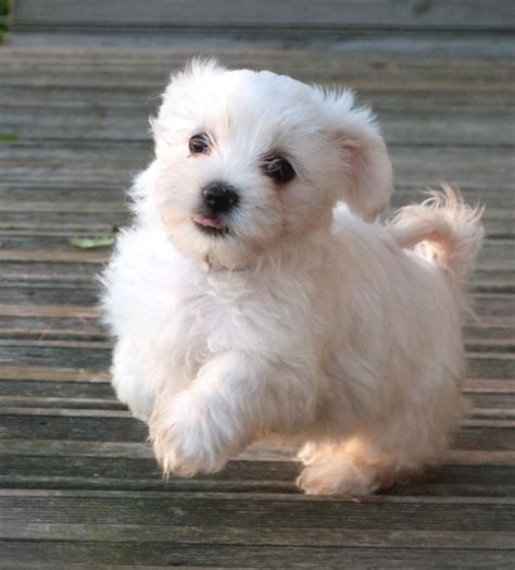 Chiots Bichon Maltais Levage Du Bois Foucher