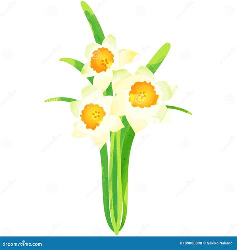 Narcissus Birth Flower Vector Illustration In Watercolor Paint